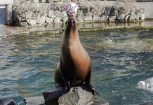 Orakel zur Handball-WM: Kalifornische Seelöwen-Dame "Astrid" aus dem Kölner Zoo tippt auf kroatischen Sieg