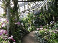 Exotische Pflanzen: Besondere Führung im Botanischen Garten am Sonntag