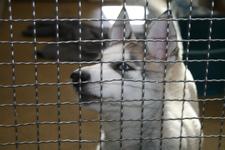 Tiere aus Nicht-EU-Staaten brauchen Impfschutz