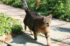 Katzen reinholen für den Vogelschutz