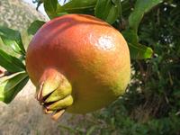 Die besten Pflanzensäfte für den Sommer