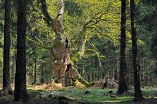 Waldgeschichten: Ausstellung zeigt den Zauber heimischer Wälder