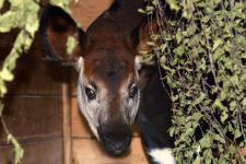 Seltenes Okapi-Jungtier "Imani" im Kölner Zoo geboren