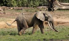 African elephant species now Endangered and Critically Endangered - IUCN Red List