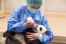 Panda-Zwillinge haben Bärenhunger!