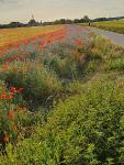 Blühstreifen als Symbol für den Naturschutz mit der Landwirtschaft