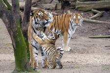 VRS übernimmt Patenschaft für Kölns neue Tigerfamilie