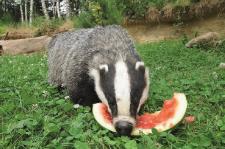Sommer, Sonne, Wassermelone