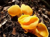 Pilz-Rarität im hessischen Wald nachgewiesen