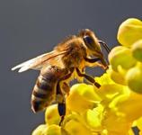 Apitherapie- Heilen mit Bienenprodukten