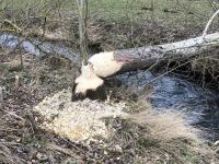 Der Biber kehrt zurück in den Vogelsberg