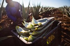 Aloe Vera - gesunder und vielseitiger Rohstoff als nachhaltige Basis erfolgreicher Produkte