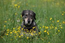 Tierischer Ferienspaß - so bringen Sie Ihren Hund gut durch die Urlaubszeit