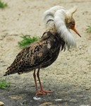 Küken wie die Orgelpfeifen