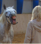Business-Seminare mit Pferden als CoTrainer - der deutsche Personalentwickler horsesense - training & coaching eröffnet bei Basel einen neuen Trainingsstandort