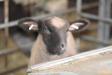 "Lammguck" - Das alljährliche Frühlingserwachen im Stall