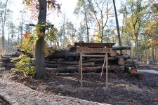 Totes Holz, neues Leben