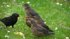 Hamburgs Natur hat nicht geschlossen / NABU gibt Tipps für schöne Naturerlebnisse in Zeiten von Corona