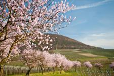 Frühlingserwachen in Rosa: Mandelblüte an der Deutschen Weinstraße