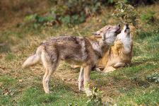 Stimmungsmache gegen den Wolf beenden