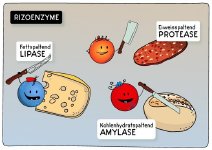 Immer wieder Durchfälle insbesondere nach fetthaltigen Mahlzeiten? Nichts geht ohne die Enzyme der Bauchspeicheldrüse