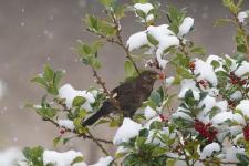 Naturschutzinitiative e.V. (NI): Vogelernährung und -fütterung im Winter – Aber richtig!