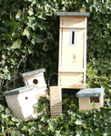 Hauswand, Carport, Zaun als Vogelarche: NABU gibt Tipps für Nisthilfen