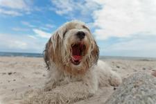 Noch mehr Kundenzufriedenheit in allen Belangen: Relaunch bei ferien-mit-hund.de