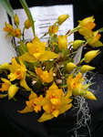 Pracht und Vielfalt der Orchideen