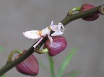 Mit der Orchideenblüte 2014 ist der Frühling nach Potsdam gekommen
