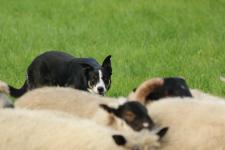 "Dogs Day" - ein ganzer Tag rund um den Hund: spektakuläre Shows und Vorführungen, Shoppen, Infos