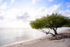 Aruba setzt auf fame
