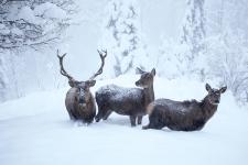 Wildtiere in Not