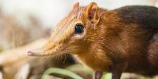 Seltene Tierart neu im Zoo Basel zu sehen