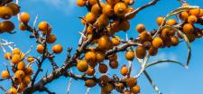 Vitamin C - hochwirksamer Aktivstoff in der Hautpflege