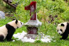 A year of panda-cub cuteness