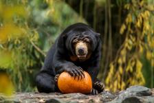 Halloween-Premiere im Allwetterzoo - Gruselspaß für Groß und Klein in tierischer Atmosphäre