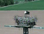 Nachwuchs bei Familie Adebar - mit Webcam live dabei