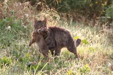 Von Spatzen und Katzen