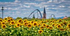 Leuchtende Sonnenblumen vor den Toren des Europa-Park