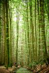 Kraftplätze im Bayerischen Wald