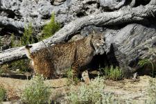 Artenschutzforschung Luchs