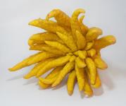 Stinkfrucht, Horngurke und Buddhas Hand