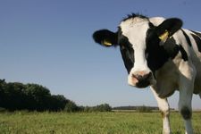 Rindfleischprodukte werden hochwertiger