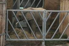 Erbärmliche Tierhaltung in europäischen Zoos