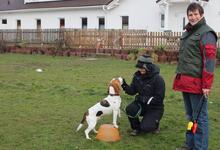 Mehr als 1.000 Hundehalter absolvierten 2012 den Hundeführerschein