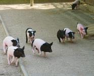 Riesen-Ferkelei im Zoo Heidelberg