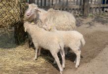 Bauernhoftag und Bauernmarkt im Kölner Zoo: Diesen Sonntag Tiere streicheln, Erzeugern über die Schulter schauen & Produkte aus der Region kaufen