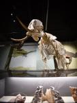 Stromsparlampen setzen Elefant, Löwe und Co. in neues Licht