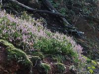 Spaziergang: Naturmeditation in der Heide